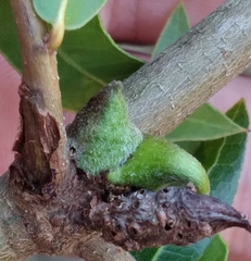 Callirhytis quercusventricosa