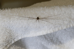 Dicranopalpus
