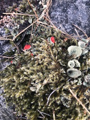 Cladonia coccifera