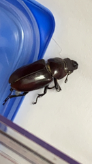 Lucanus elaphus
