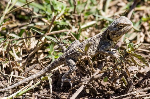 Peter’s Ground Agama, Agama armata