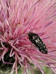 Acmaeodera rubronotata
