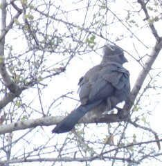 Corythaixoides concolor