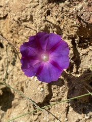 Ipomoea purpurea