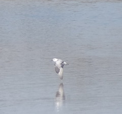 Chlidonias leucopterus