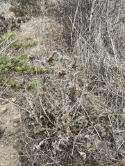 Cardueae