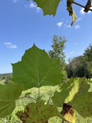 Platanus occidentalis