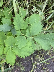 Chelidonium majus