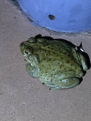 Incilius alvarius