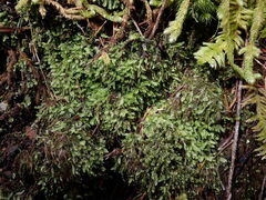 Pseudotaxiphyllum elegans