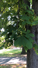 Aesculus hippocastanum