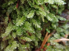 Pseudotaxiphyllum elegans