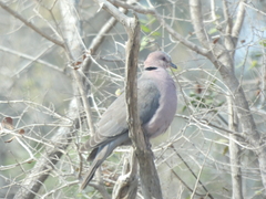 Streptopelia semitorquata