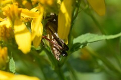 Melanoplus scudderi