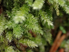 Pseudotaxiphyllum elegans