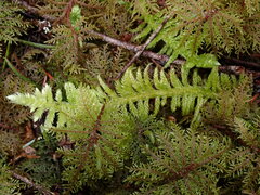 Homalothecium megaptilum