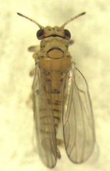 Cryptoneossa triangula