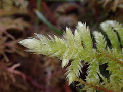 Homalothecium megaptilum