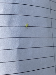 Macrosiphum euphorbiae
