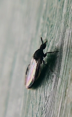 Scatopsidae