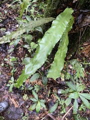 Polypodiaceae