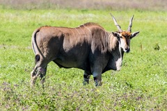 Tragelaphus oryx pattersonianus