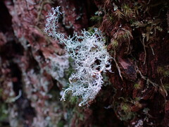 Sphaerophorus tuckermanii