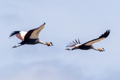 Balearica regulorum
