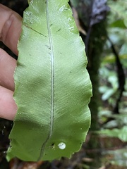 Polypodiaceae