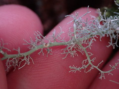 Sphaerophorus tuckermanii