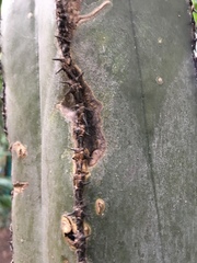 Lophocereus marginatus