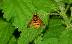 Volucella inanis