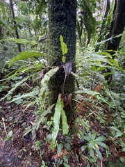 Polypodiaceae