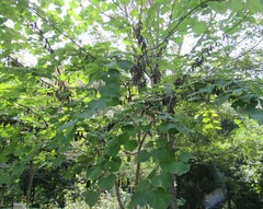 Cercis canadensis
