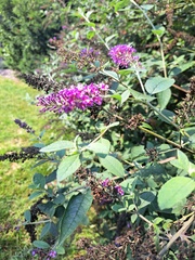 Buddleja davidii