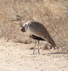 Eupodotis ruficrista