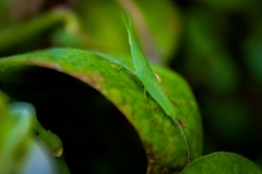 Atractomorpha sinensis