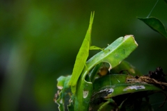 Atractomorpha sinensis