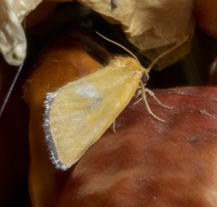 Eulithosia composita