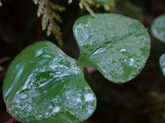 Neottia cordata
