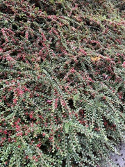 Cotoneaster horizontalis
