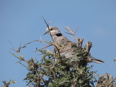 Streptopelia capicola
