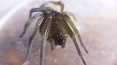 Phyxelididae
