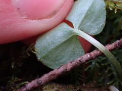 Neottia cordata