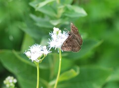 Erynnis horatius