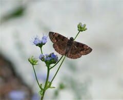 Erynnis horatius