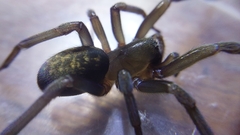 Phyxelididae