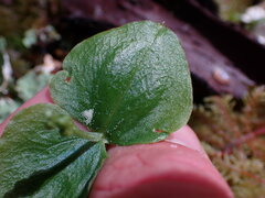 Neottia cordata