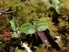 Neottia cordata