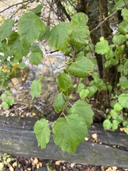 Betula occidentalis